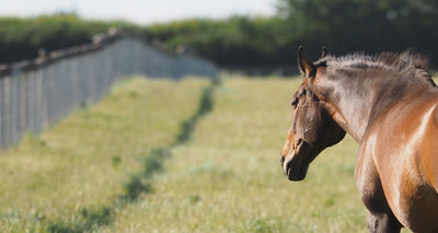 Summer Horse Care Tips for Riders, Drivers & Owners