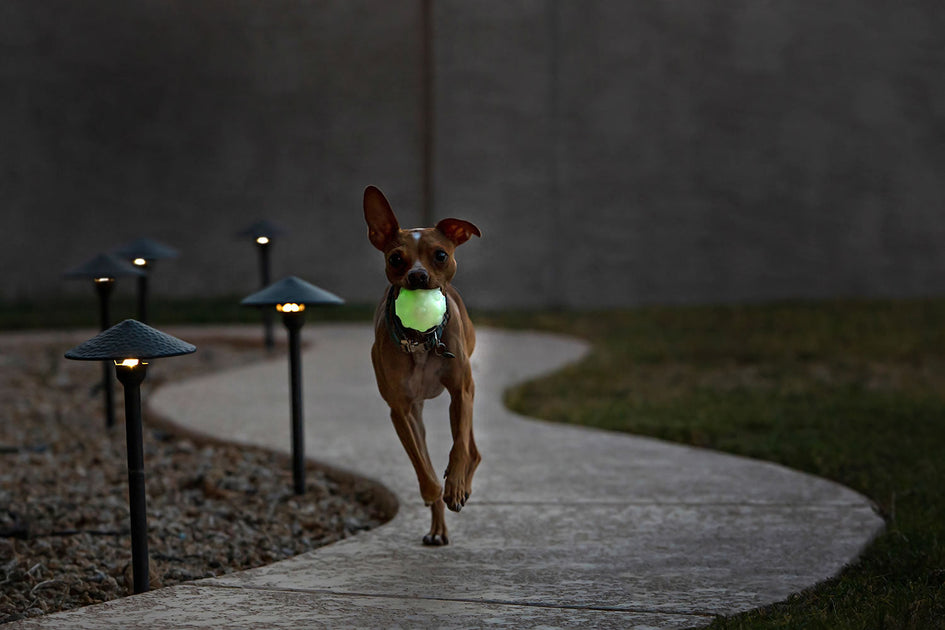 Jolly Pets Jolly Jumper Glow from Horsemen's Pride Riding & Harness Stuff