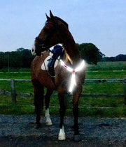 Equisafety Cob / Pink Equisafety LED Rechargeable Breastplate