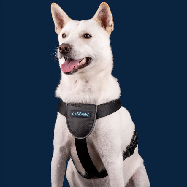 Dog deals travel company