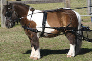 Zilco Driving Harness Shetland Zilco SL Harness Single Mini, Shetland and Small Pony - Fixed Backband