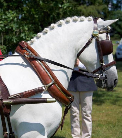 Horse Ownership During Social Distancing