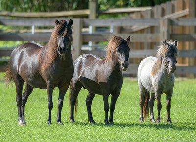 Very Small Equines and Their Place in Modern Horse Driving Sport