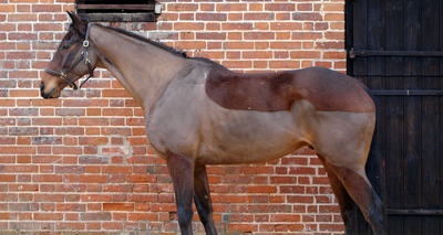 Horse Clipping Guide: Types of Clips and Tips for Easier Clipping