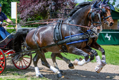 Fitness Of Your Competition Driving Pony