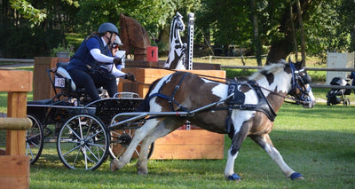 Rebecca March and Woodie at the FEI Driving World Championships - Event Report