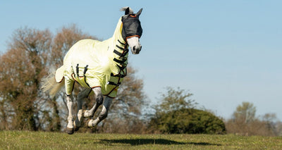 Horse Fly Protection: How to Manage Bugs and Insects this Season