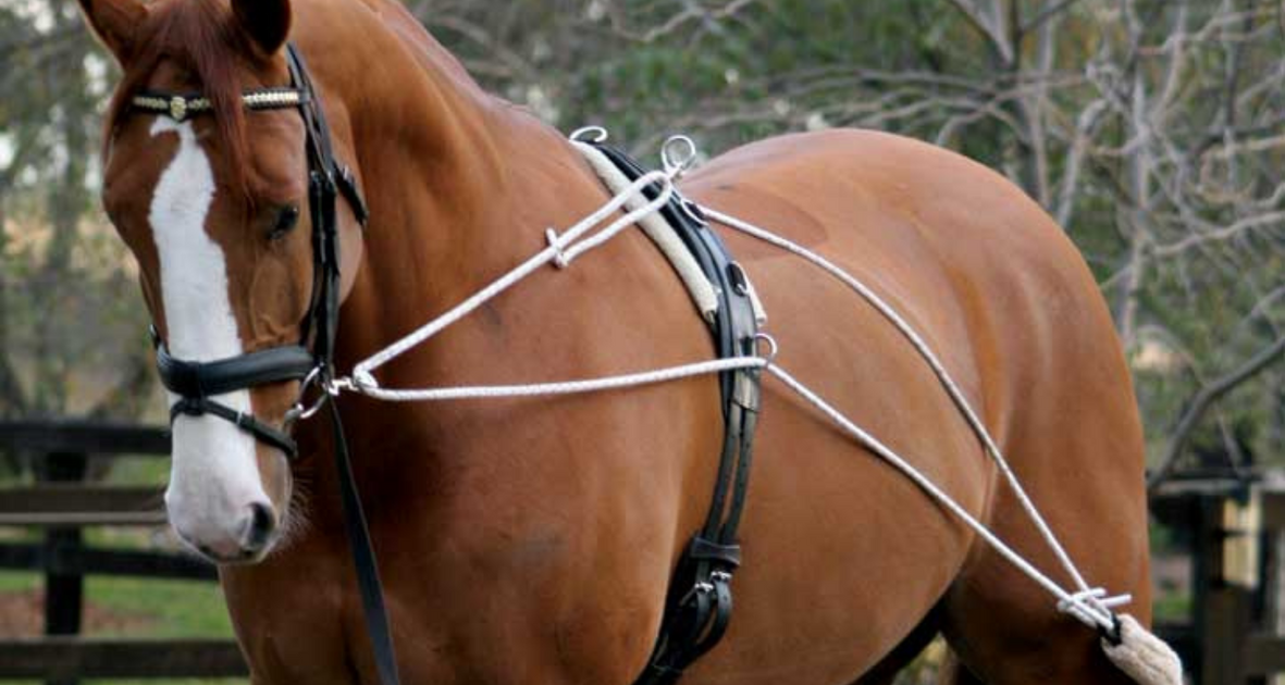 Lunging Set A Guide to Horse Lunging Kit and Aids – Riding & Harness Stuff