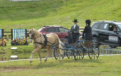 Carriage Driving Organisations