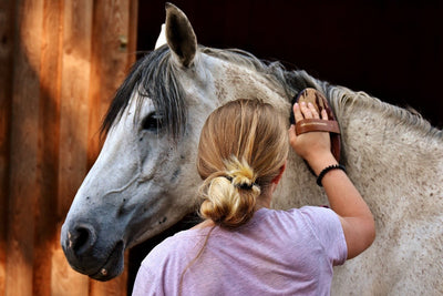Spring Horse Grooming Tips