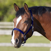 Bitz Headcollar Bitz Deluxe Padded Headcollar Small Pony Size