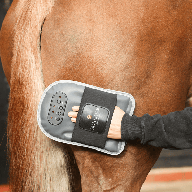 Equilibrium Products Horse Treatments Equilibrium Massage Mitt