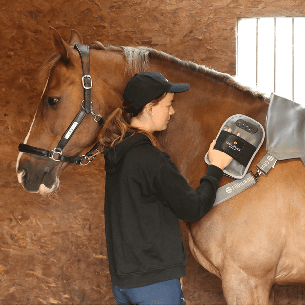 Equilibrium Products Horse Treatments Equilibrium Massage Mitt