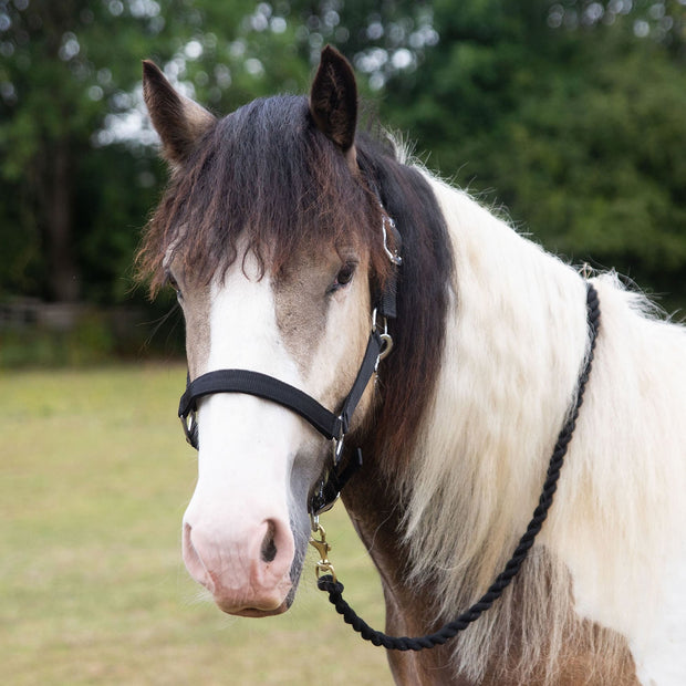 Gallop Headcollar Shetland / Black Gallop Premium Padded Headcollar & Lead Rope Set