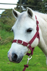 Gallop Headcollar Shetland / Burgundy Gallop Headcollar & Lead Rope Set
