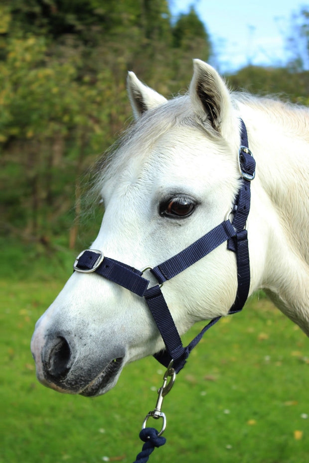 Gallop Headcollar Shetland / Navy Gallop Headcollar & Lead Rope Set