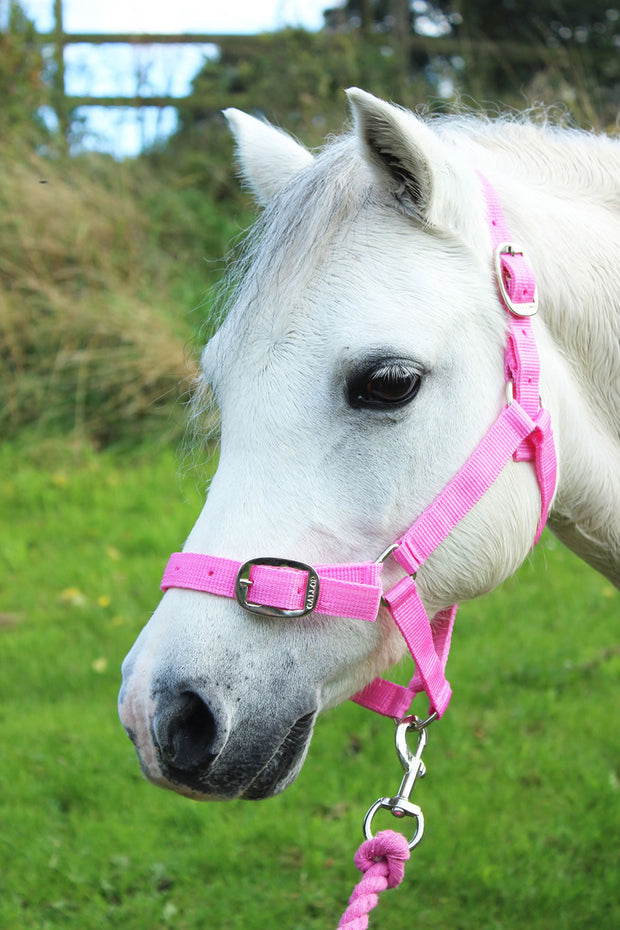 Gallop Headcollar Shetland / Pink Gallop Headcollar & Lead Rope Set