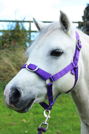 Gallop Headcollar Shetland / Purple Gallop Headcollar & Lead Rope Set