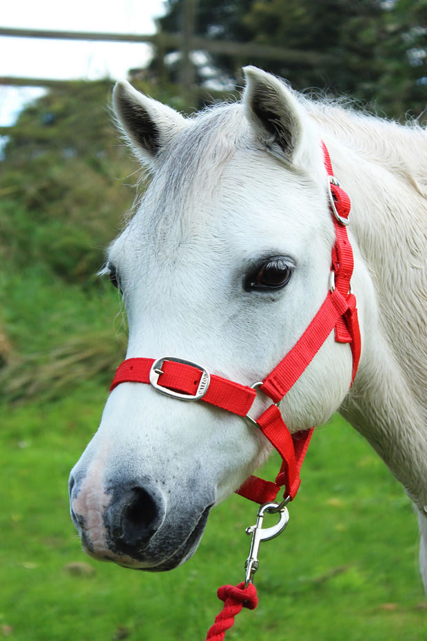 Gallop Headcollar Shetland / Red Gallop Headcollar & Lead Rope Set