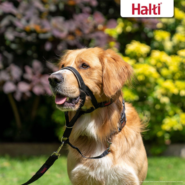 Halti Halti Headcollar Dog Collar