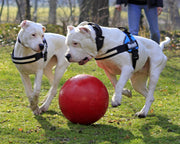 Horsemen's Pride Toy Jolly Pets Push-N-Play