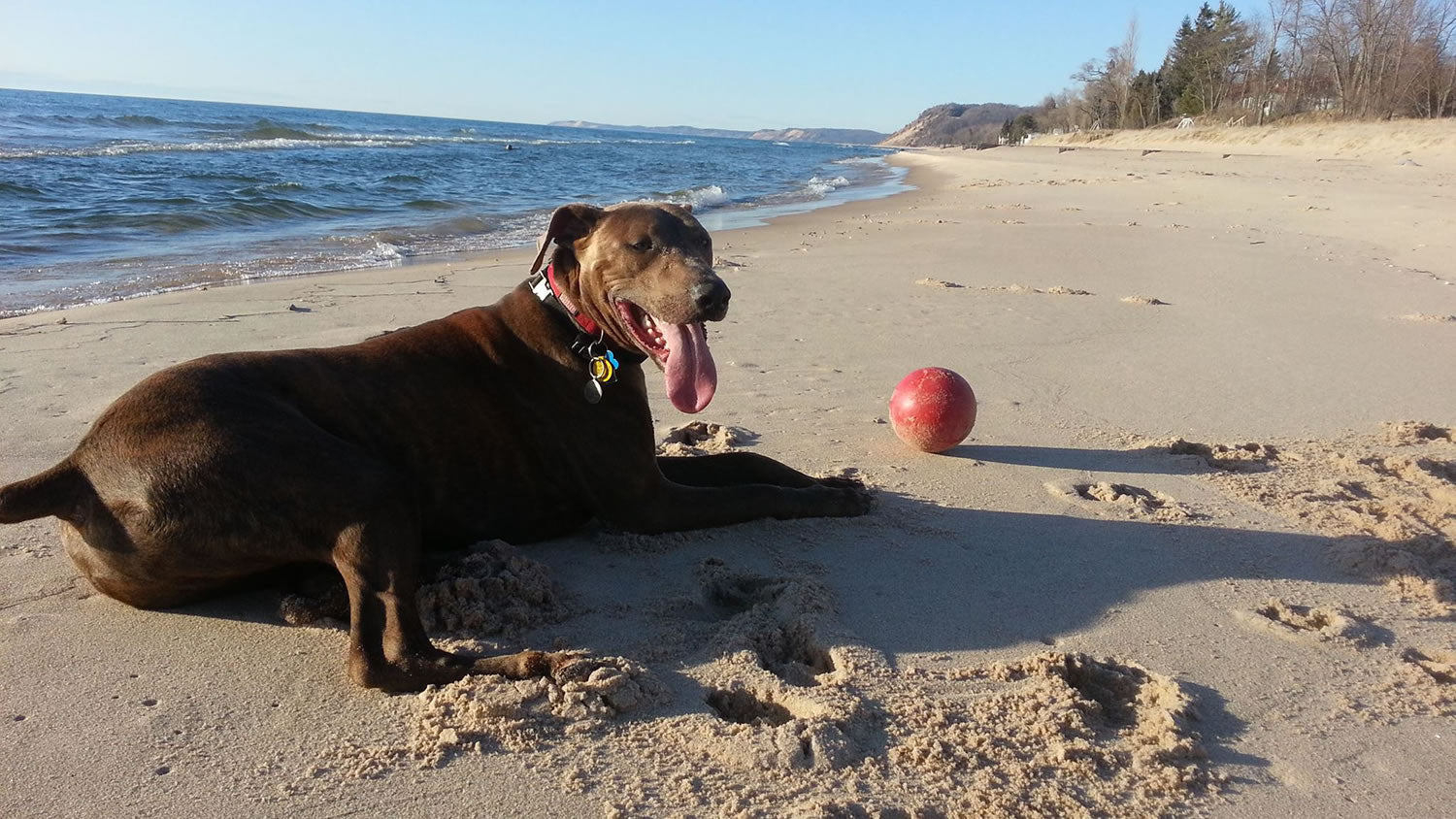 Jolly Pets PushNPlay from Horsemen's Pride Riding & Harness Stuff