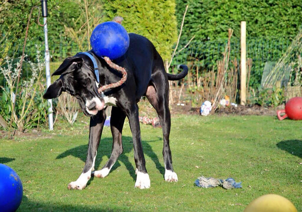 Horsemen's Pride Jolly Pets Romp-N-Roll Jolly Ball