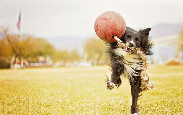 Horsemen's Pride Jolly Pets Romp-N-Roll Jolly Ball
