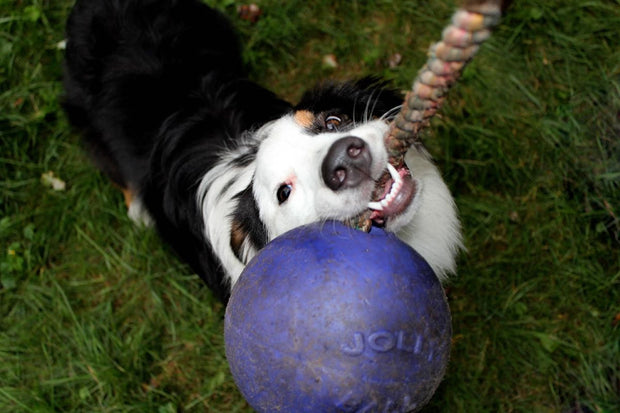Horsemen's Pride Jolly Pets Romp-N-Roll Jolly Ball