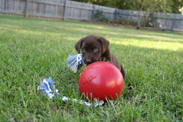 Horsemen's Pride Dog Toy Jolly Pets Romp-N-Roll Jolly Ball