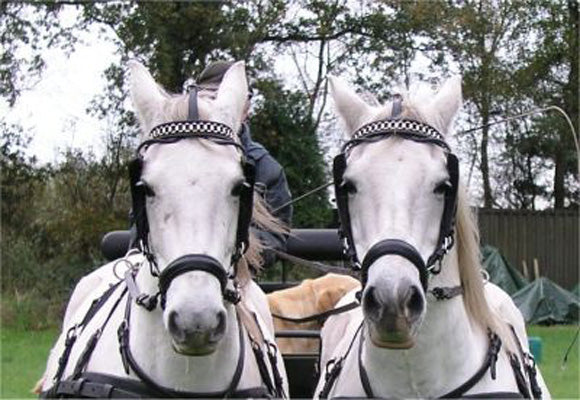Ideal Bitless Noseband for Driving Bridle – Riding & Harness Stuff