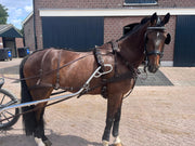 Ideal Driving Harness Shetland / Brown Ideal WebTech Combination Driving Harness Single - Bridle & Reins available seperately