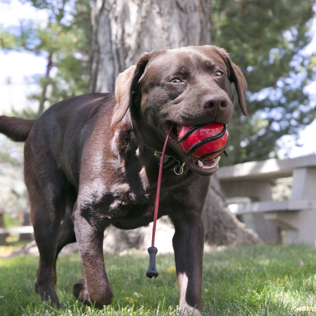 Kong Dog Toy Kong Wavz Bunjiball Dog Toy