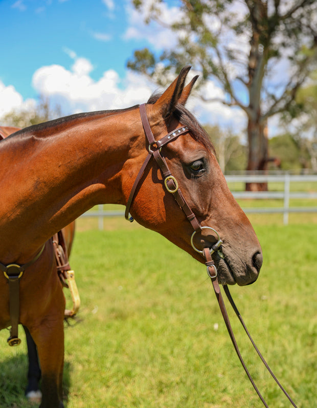 Oregon Bridle Oregon Bling Barcoo Head Bridle