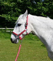 Rhinegold Headcollar & Lead Raspberry / Shetland Rhinegold Padded Diamond Pattern Headcollar And Lead Rope Set CLEARANCE