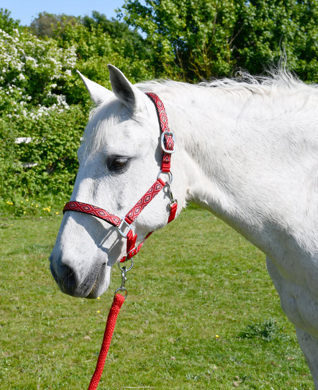 Rhinegold Headcollar & Lead Red / Shetland Rhinegold Padded Diamond Pattern Headcollar And Lead Rope Set CLEARANCE