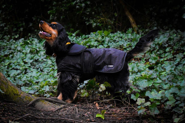 Whitaker Dog Coat Medium Whitaker Sydney Dog Coat