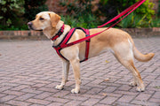 Easidri Dog Harness Halti Comfy Harness