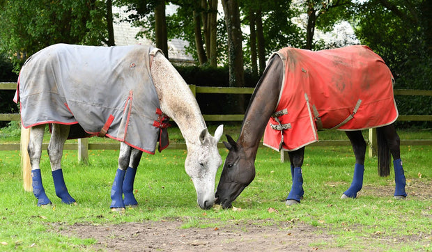 Equilibrium Products Equilibrium Equi-Chaps Hardy Chaps