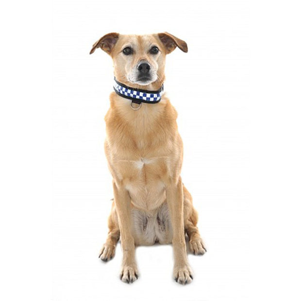 Equisafety Dog Large Equisafety Reflective LED Polite Flashing Dog Collar