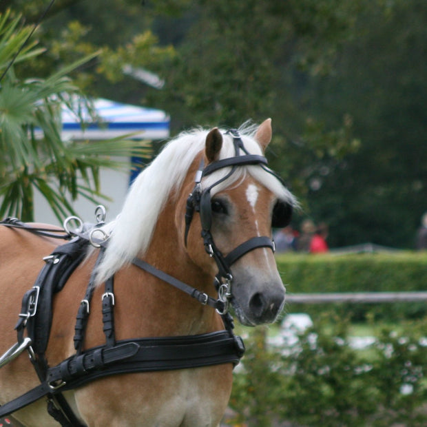 Ideal Driving Bridle Cob / Black Ideal Marathon Bridle