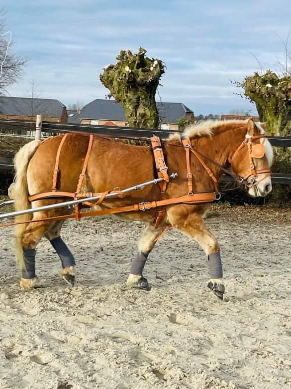 Riding, harness and equestrian equipment – Riding & Harness Stuff