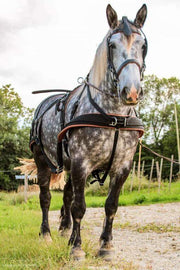 Ideal Driving Harness Mini / Black/London Ideal WebTech Combination Driving Harness Single - Bridle & Reins available seperately