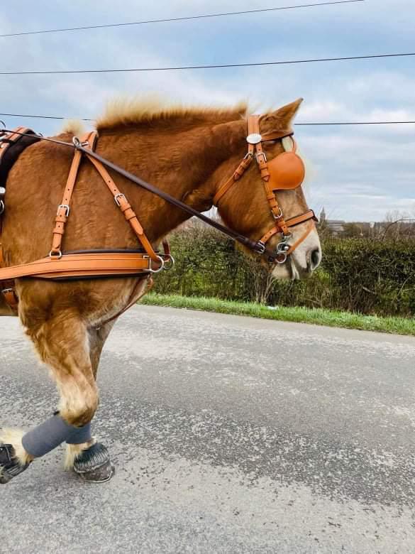 Ideal Driving Harness Mini / Chestnut with Havana Padding *Special order allow 8 weeks* Ideal Eurotech Combi Breastplate