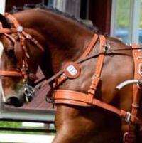 Ideal Driving Harness Round Harness Number Holder