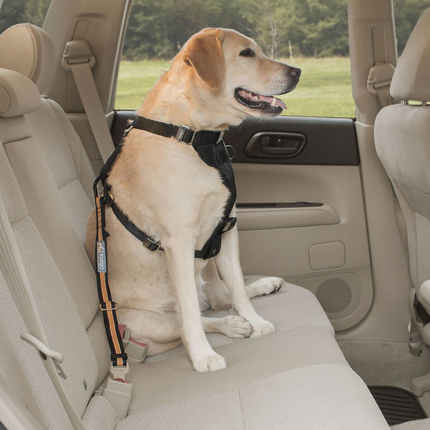 Kurgo Black/Orange Kurgo Direct To Seatbelt Swivel Tether Blue for Dog Harness