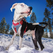Kurgo Kurgo Journey Air Dog Harness