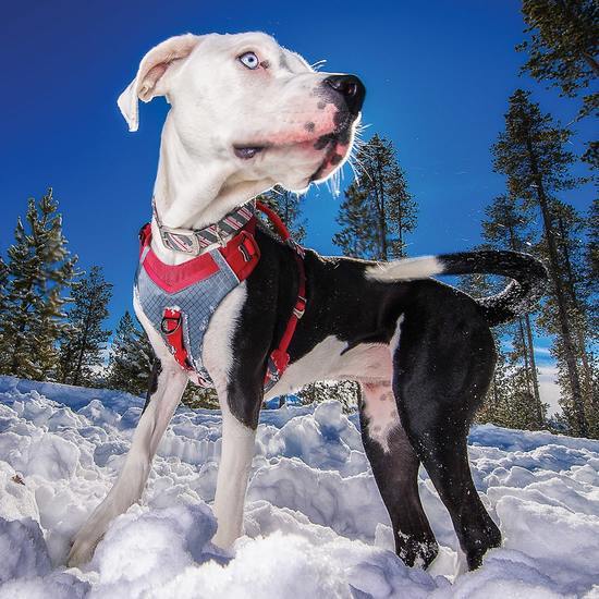 Kurgo Kurgo Journey Air Dog Harness