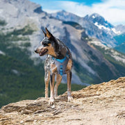 Kurgo Kurgo Journey Air Dog Harness