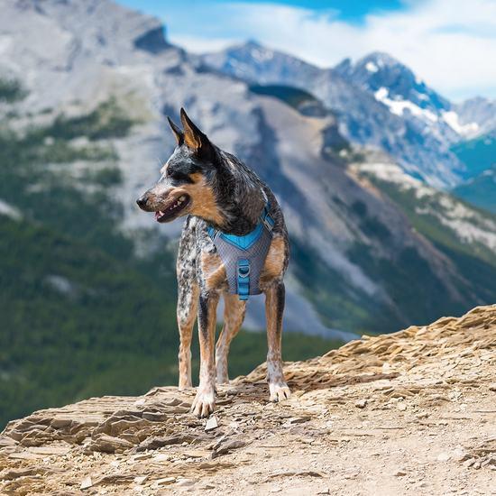 Kurgo Kurgo Journey Air Dog Harness